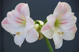 Amaryllis Flower Pictures Silk Red White Amaryllis Flowers Bulbs Amaryllis Flowers Amaryllis Flower Pictures Bulb Flowers
