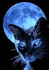 Google Google Halloweenfondosgatos Black Cat Art Cat Artwork Cat Wallpaper