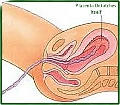 Stages Of Labor And Delivery