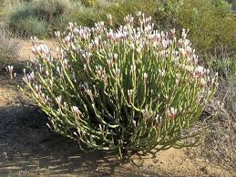 Image result for Kleinia longiflora