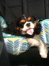Check spelling or type a new query. Parker The Cavalier King Charles Spaniel Hanging Out In The Back Seat Of The Car Cav Cavalier King Charles Cavalier King Charles Spaniel King Charles Spaniel