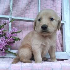 English golden retriever prices fluctuate based on many factors including where you live or how far you are willing to travel. Teddy Boy Golden Retriever Puppy 613780 Puppyspot
