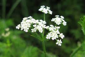 Image result for Torilis