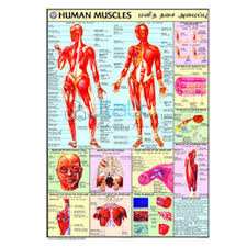 Human Muscles Chart India Human Muscles Chart Manufacturer