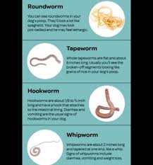 Image result for Whipworm