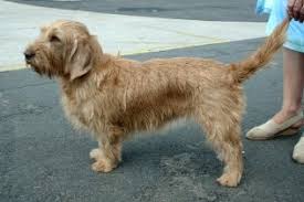 Basset Fauve De Bretagne Hondencentrum Hondenrassen Lopende Hond Leuke Honden