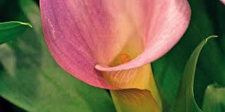 Per sfruttare al meglio le enormi potenzialità che le decorazioni floreali possono offrire, il libro di holly becker e leslie shewring decorare con i fiori. Zantedeschia Aethiopica Calla Colorata Cose Di Casa