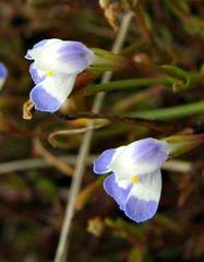 Image result for Linderniella