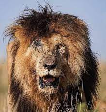 The late lion 'scarface' who died in maasai mara on june 11, 2021. 4fi6jamnhx Wrm