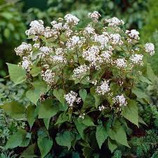 Image result for Pycreus mortonii