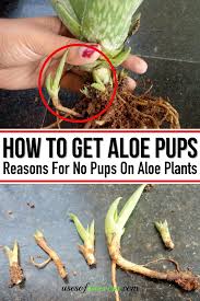 Aloe vera pup and offshoot are the same and describe the offspring of the mother plant. How To Get Aloe Vera Pups Reasons For No Pups On Aloe Plants Aloe Plant Growing Aloe Vera Aloe Vera Plant