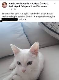 Okumasi Yazmasi Olan Herkes Anlayana Ankara Ucretsiz Kedi Kopek Sahiplendirme Platformu Facebook