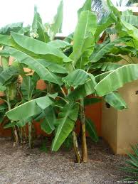 Image result for Musa sp. (Ornamental bananas)