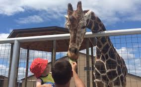 South east england has petting zoos and animal farms across the area packed with things to do for all the family. 22 Petting Zoos Regular Zoos Kalamazoo Families Love Kzookids