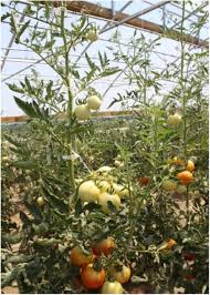 Water the plants regularly for cold protection. Heat Stress And Heat Stressed Tomatoes Missouri Produce Growers Bulletin Integrated Pest Management University Of Missouri