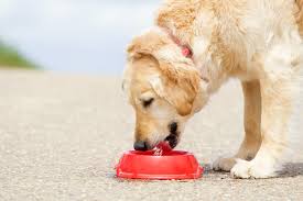 It has worked a little, he had 6 units this morning like the vet said then after he ate a small meal of leftover chicken we had for dinner the night before i gave tldr: 6 Reasons Why Your Dog Won T Stop Drinking Water