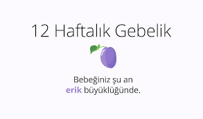 adim adim gebelik hamilelikte 12 hafta bahceci tup bebek