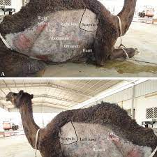 A camel is a type of creature that inhabits the kharidian desert. Sternal Recumbency Position Of A Camel During Ultrasonographic Download Scientific Diagram