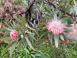 Image result for Protea angolensis