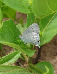 Image result for Fadogia tetraquetra