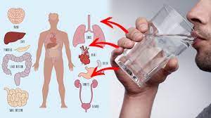 Non alcoholic beer exists for a reason and it actually has many benefits! 8 Health Benefits Of Drinking Warm Water In The Morning Tallypress