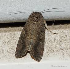 Image result for Actiniopteris dimorpha