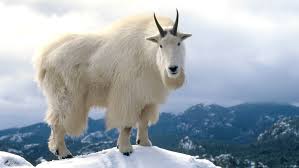 Within minutes and hassle free, you can write or blog. Goats Way Smarter Than You Thought
