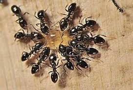 Epingle Sur Insecticide