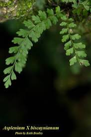 Image result for Asplenium simii