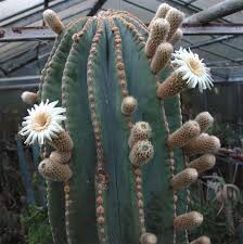 Most prickly pear cactus have yellow, red or purple flowers, even among the same species. Pachycereus Spp Giant Cactus Collection Cactus Planta Plantas Suculentas Suculentas