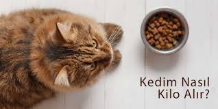 Kedim Nasil Kilo Alir En Iyi 5 Yuksek Kalorili Kedi Mamasi