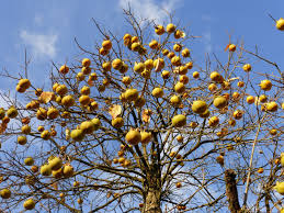 Image result for Diospyros kirkii