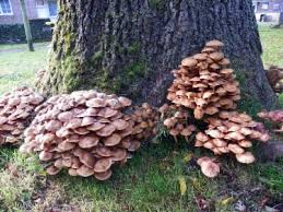 Check spelling or type a new query. Common Types Of Tree Fungus The Tree Center