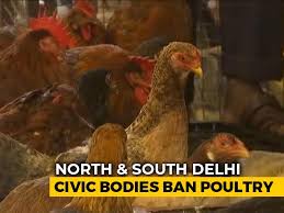 No bird flu symptoms have been found in poultry yet as there is no poultry farm in this area, he added. Bird Flu Scare Latest News Photos Videos On Bird Flu Scare Ndtv Com