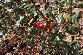 Image result for Rinorea ilicifolia