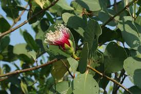 Image result for Sonneratia alba