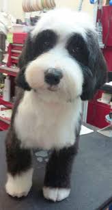 The tibetan terrier is not really a terrier at all, just as the tibetan spaniel is not a spaniel at all. 240 Tibetan Terriers Ideas Tibetan Terrier Terrier Dogs