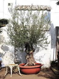 100 Year Old Bonsai Gnarly Olive Tree 792 The Norfolk Olive Tree Company Olive Trees For Sale Olive Tree Bonsai Olive Tree