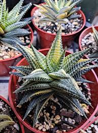 Image result for Haworthia limifolia