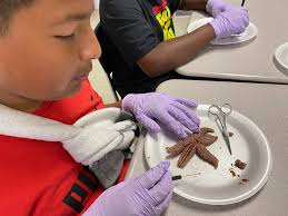Starfish Dissection