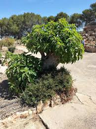 Image result for Phytolacca dioica