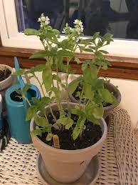 Flowers are a delightful pink on a dark stalk 3 to 4 inches long; My Basil Plant Is Very Leggy And Pale The Leaves It S Putting Out Are Small And Sort Of Shriveled Is It Getting Too Much Sun Am I Over Watering Help Indoorgardening
