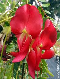 Image result for Berlinia grandiflora