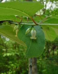 Image result for Diospyros inhacaensis