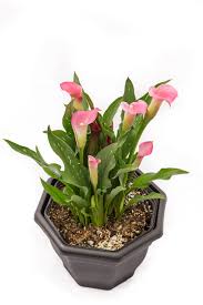 Maybe you would like to learn more about one of these? Coastal Callas Calla Lily Bulb Sales Service