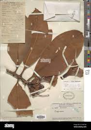 Image result for Nidorella auriculata