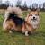 Black Long Haired Corgi