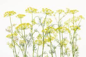 Dill Herb Photo Wallpaper Herb Wall Wall Murals