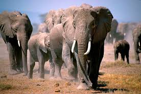 Bildergebnis für Elefanten