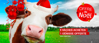 Quels projets retenir si l'on voulait profiter de la faiblesse des taux d'intérêt pour relancer l'investissement ? Arnaque Financiere Les Faux Sites D Investissement Dans Les Vaches Laitieres Pullulent Actualite Ufc Que Choisir